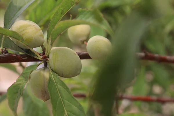 Owoce Moreli Drzewie Wykorzystywane Gospodarstwie Zbiorów Owoców Przypraw — Zdjęcie stockowe