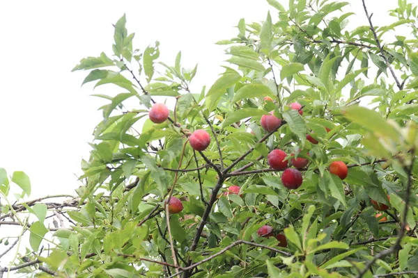 Aprikosfrukt Träd Gården För Skörd Används Frukt Och Krydda — Stockfoto