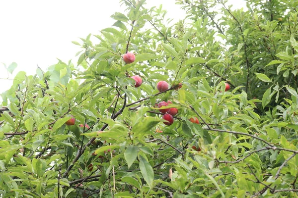 Abrikozenfruit Boerderij Voor Oogst Worden Gebruikt Fruit Specerijen — Stockfoto