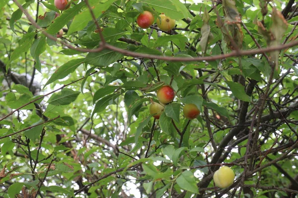 农场树上的杏仁果实是用来采摘的水果和香料 — 图库照片