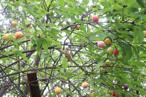 Aprikosenfrüchte Baum Auf Dem Bauernhof Für Die Ernte Sind Gebrauchte — Stockfoto