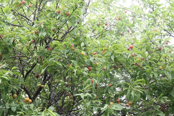 Fruta Albaricoque Árbol Granja Para Cosecha Utilizan Frutas Especias —  Fotos de Stock