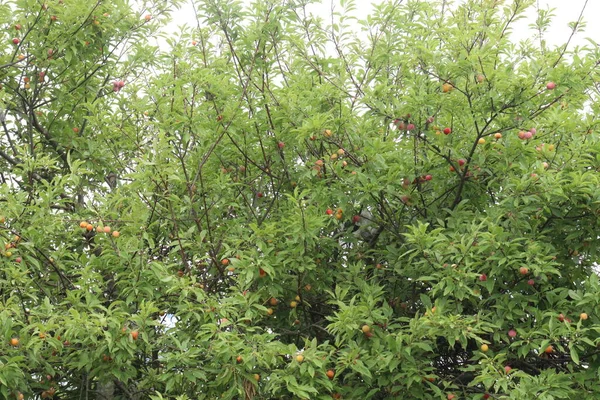 Hasat için çiftlikteki ağaçtaki kayısı meyvesi meyve ve baharattır.