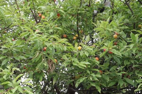 Meruňkové Ovoce Stromě Statku Pro Sklizeň Použité Ovoce Koření — Stock fotografie