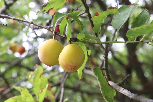 Fruta Damasco Árvore Fazenda Para Colheita São Usados Frutas Especiarias — Fotografia de Stock
