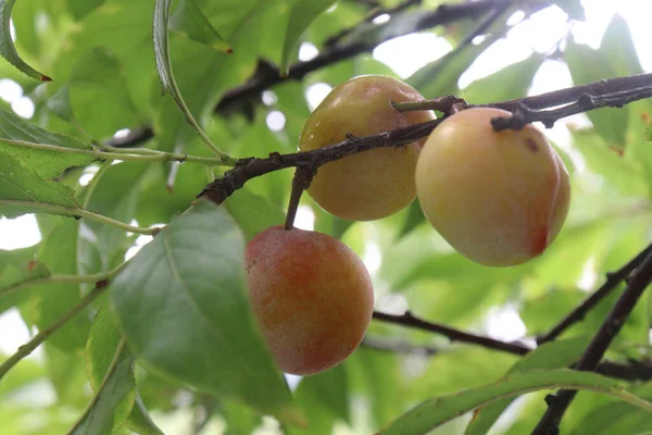 Apricot Fruit Tree Farm Harvest Used Fruit Spice — Stock Photo, Image