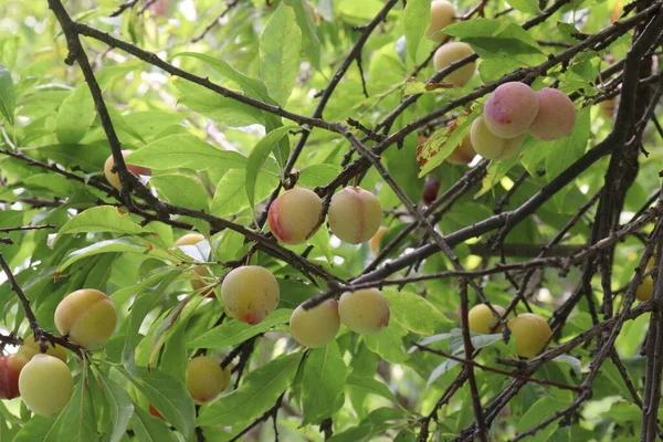 Fruta Damasco Árvore Fazenda Para Colheita São Usados Frutas Especiarias — Fotografia de Stock
