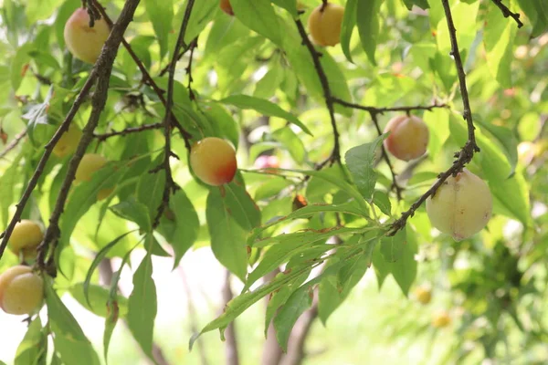 Aprikosfrukt Träd Gården För Skörd Används Frukt Och Krydda — Stockfoto
