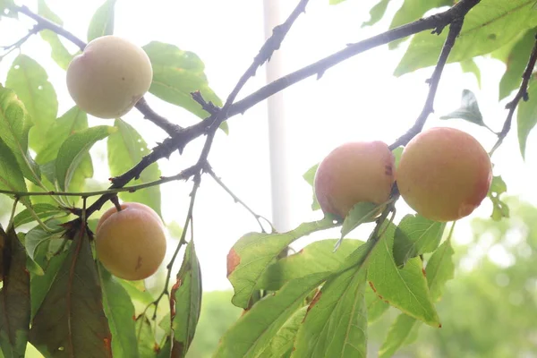 Fruta Albaricoque Árbol Granja Para Cosecha Utilizan Frutas Especias — Foto de Stock