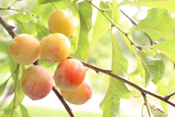 Betakarításra Szánt Sárgabarack Gyümölcsét Gyümölcsöt Fűszert Használnak — Stock Fotó