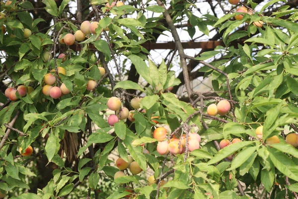 Owoce Moreli Drzewie Wykorzystywane Gospodarstwie Zbiorów Owoców Przypraw — Zdjęcie stockowe
