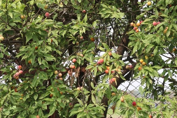Frutta Albicocca Albero Fattoria Raccolto Frutta Usata Spezia — Foto Stock