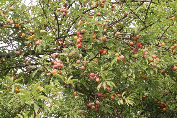 Fruta Albaricoque Árbol Granja Para Cosecha Utilizan Frutas Especias —  Fotos de Stock