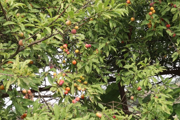 农场树上的杏仁果实是用来采摘的水果和香料 — 图库照片
