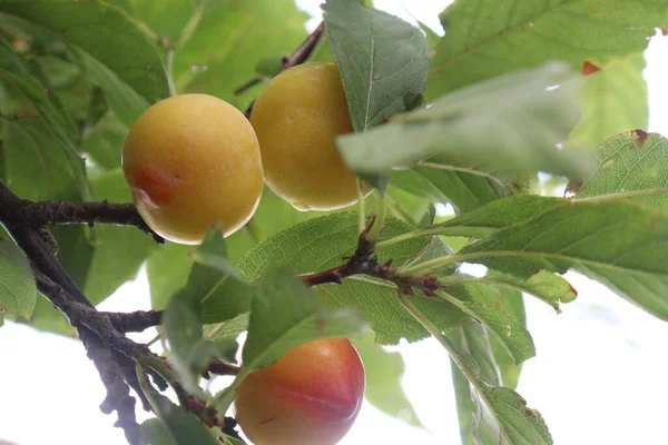 Hasat Için Çiftlikteki Ağaçtaki Kayısı Meyvesi Meyve Baharattır — Stok fotoğraf