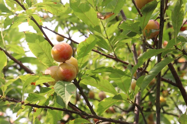 Abricot Fruits Sur Arbre Dans Ferme Pour Récolte Sont Utilisés — Photo