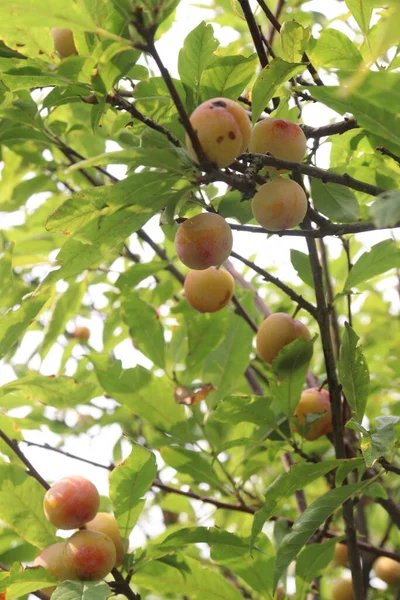 Fruta Albaricoque Árbol Granja Para Cosecha Utilizan Frutas Especias — Foto de Stock