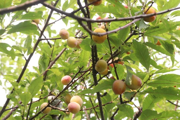 Abrikozenfruit Boerderij Voor Oogst Worden Gebruikt Fruit Specerijen — Stockfoto