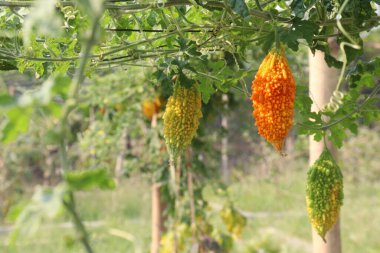 Firmadaki ağaçtaki acı karpuz hasat için nakit mahsuldür.