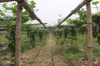 Çiftlikteki ağaçta bulunan sağlıklı yılan sukabağı hasadı nakit mahsulüdür.