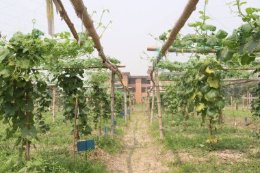 Çiftlikteki ağaçta bulunan sağlıklı yılan sukabağı hasadı nakit mahsulüdür.
