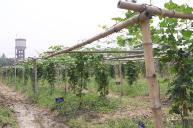 Çiftlikteki ağaçta bulunan sağlıklı yılan sukabağı hasadı nakit mahsulüdür.