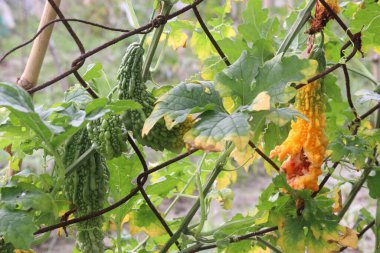 Firmadaki ağaçtaki acı karpuz hasat için nakit mahsuldür.