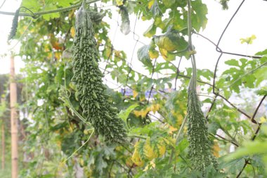 Firmadaki ağaçtaki acı karpuz hasat için nakit mahsuldür.