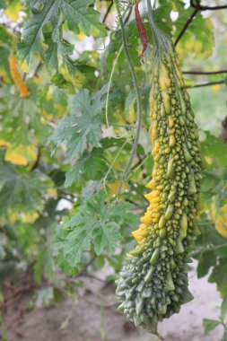 Firmadaki ağaçtaki acı karpuz hasat için nakit mahsuldür.