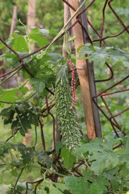 Firmadaki ağaçtaki acı karpuz hasat için nakit mahsuldür.