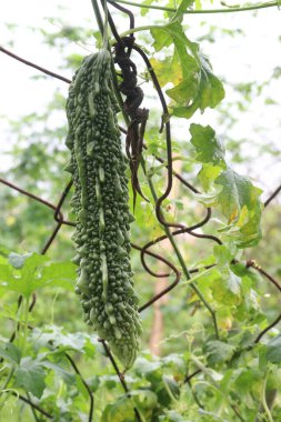 Firmadaki ağaçtaki acı karpuz hasat için nakit mahsuldür.