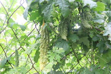 Firmadaki ağaçtaki acı karpuz hasat için nakit mahsuldür.