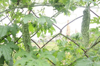 Firmadaki ağaçtaki acı karpuz hasat için nakit mahsuldür.