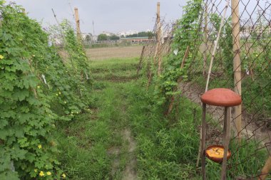 Firmadaki ağaçtaki acı karpuz hasat için nakit mahsuldür.
