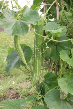 Çiftlikteki ağaçta bulunan sağlıklı yılan sukabağı hasadı nakit mahsulüdür.