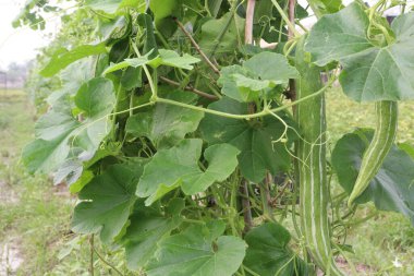 Çiftlikteki ağaçta bulunan sağlıklı yılan sukabağı hasadı nakit mahsulüdür.