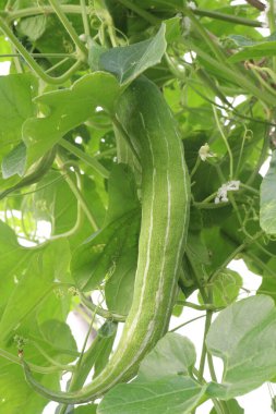 Çiftlikteki ağaçta bulunan sağlıklı yılan sukabağı hasadı nakit mahsulüdür.