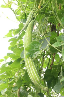 Çiftlikteki ağaçta bulunan sağlıklı yılan sukabağı hasadı nakit mahsulüdür.
