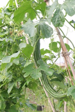 Çiftlikteki ağaçta bulunan sağlıklı yılan sukabağı hasadı nakit mahsulüdür.