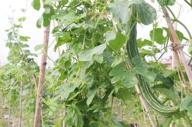 Çiftlikteki ağaçta bulunan sağlıklı yılan sukabağı hasadı nakit mahsulüdür.