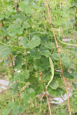 Çiftlikteki ağaçta bulunan sağlıklı yılan sukabağı hasadı nakit mahsulüdür.