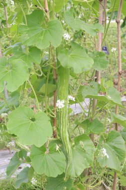 Çiftlikteki ağaçta bulunan sağlıklı yılan sukabağı hasadı nakit mahsulüdür.