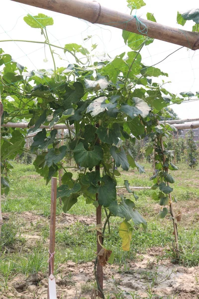 stock image Healthy Snake Gourd on tree in farm for harvest are cash crops