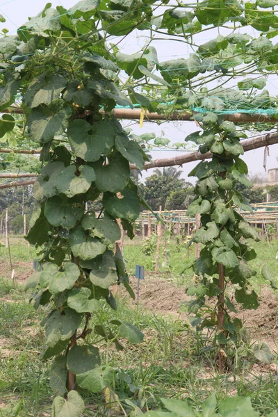 农场树上的健康蛇果是经济作物 — 图库照片