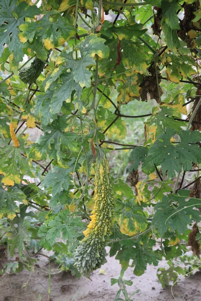Πικρό Πεπόνι Στο Δέντρο Στην Επιχείρηση Για Συγκομιδή Είναι Καλλιέργειες — Φωτογραφία Αρχείου