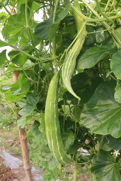 Calabaza Serpiente Saludable Árbol Granja Para Cosecha Son Cultivos Comerciales —  Fotos de Stock