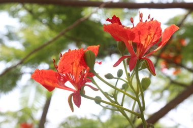 Kırmızı renkli Delonix regia çiçeği açık hava için bahçedeki ağaçta