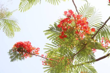 Kırmızı renkli Delonix regia çiçeği açık hava için bahçedeki ağaçta