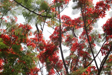 Kırmızı renkli Delonix regia çiçeği açık hava için bahçedeki ağaçta