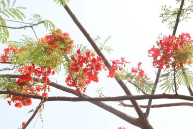 Kırmızı renkli Delonix regia çiçeği açık hava için bahçedeki ağaçta